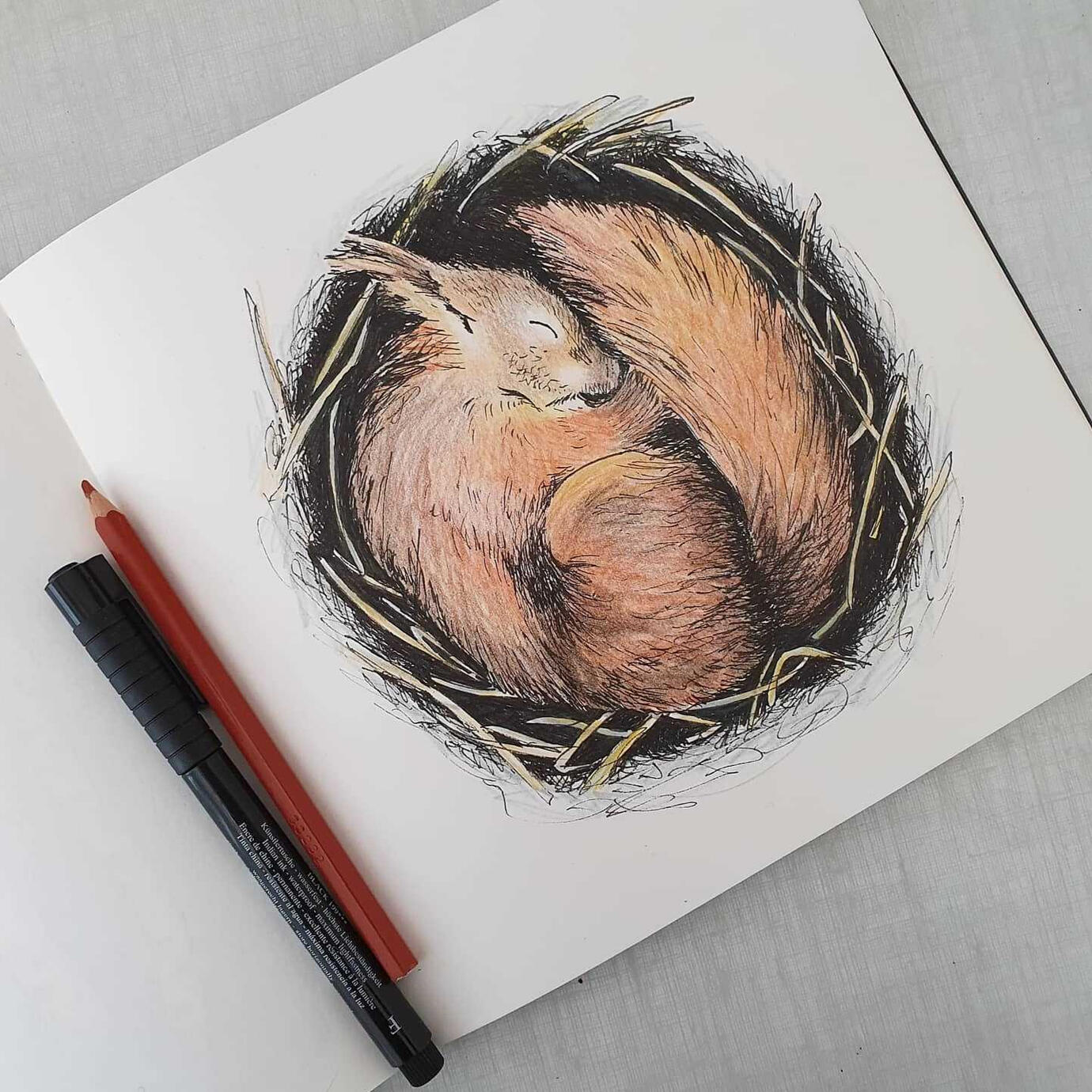 Eichhörnchen, Skizzenbuch